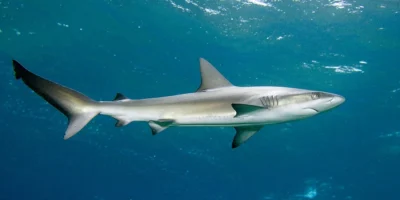 Galapagos shark in blue water at Erscotts Hole, Lord Howe Island