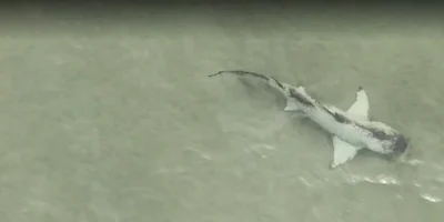 Piebald lemon shark swimming in shallow water off Anna Maria Island
