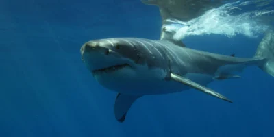 Great white shark swimming just below the sea surface