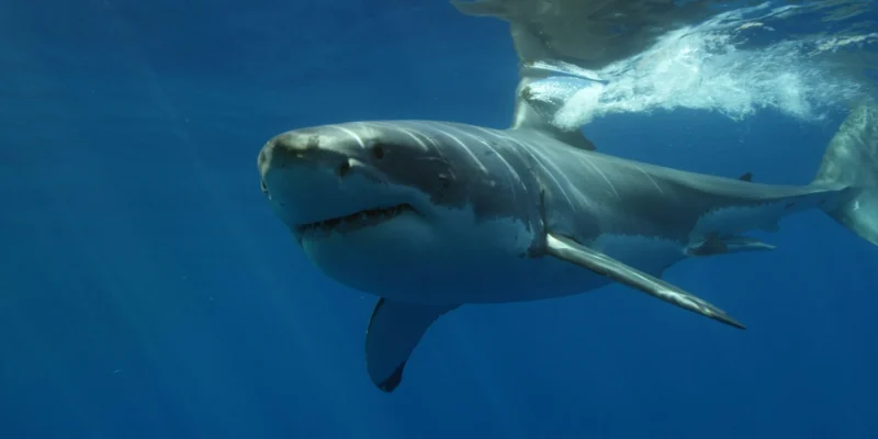 Great white shark swimming just below the sea surface