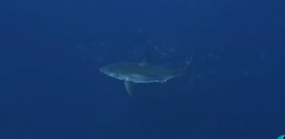 Great white shark in blue water at Princess Alice Bank off the Azores