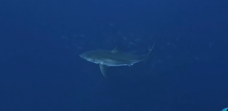 Great white shark in blue water at Princess Alice Bank off the Azores