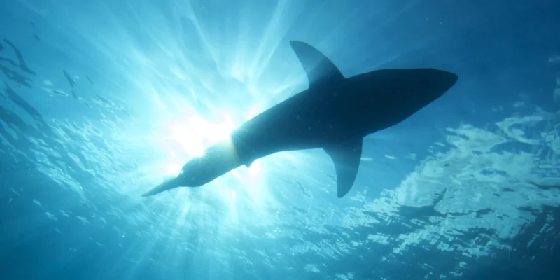 Great white shark beneath the surface