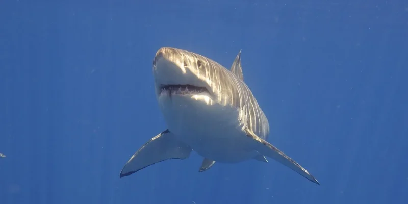Great white shark swimming head-on through blue open water