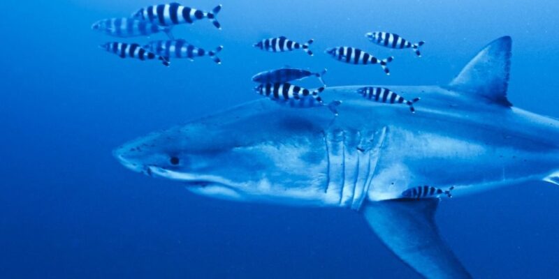 Great white shark in the Mediterranean Sea