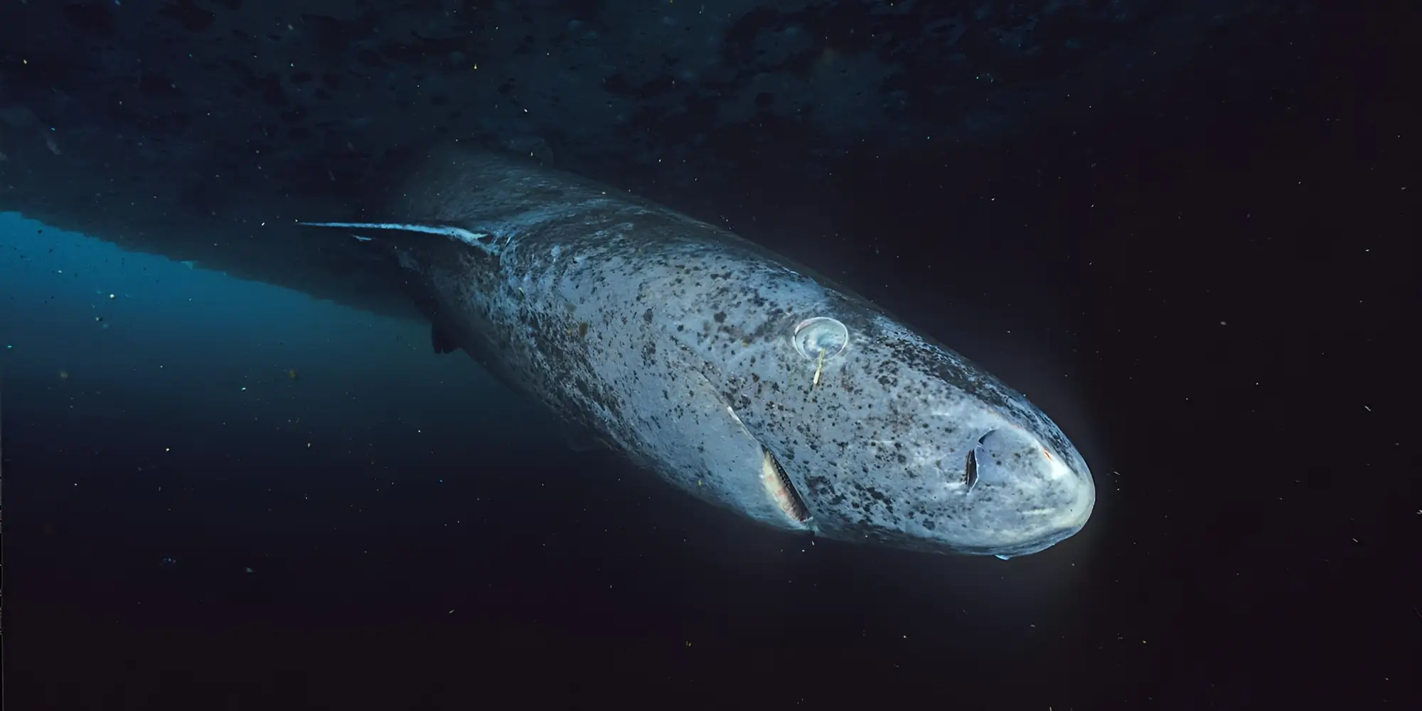 Greenland shark Somniosus microcephalus