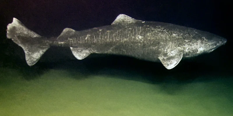 Greenland shark (Somniosus microcephalus) in the deep sea