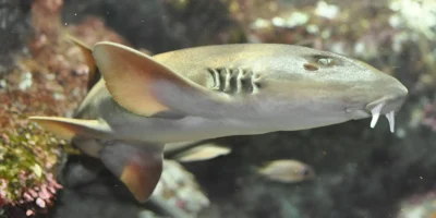 Grey bamboo shark Chiloscyllium griseum at Oceanopolis