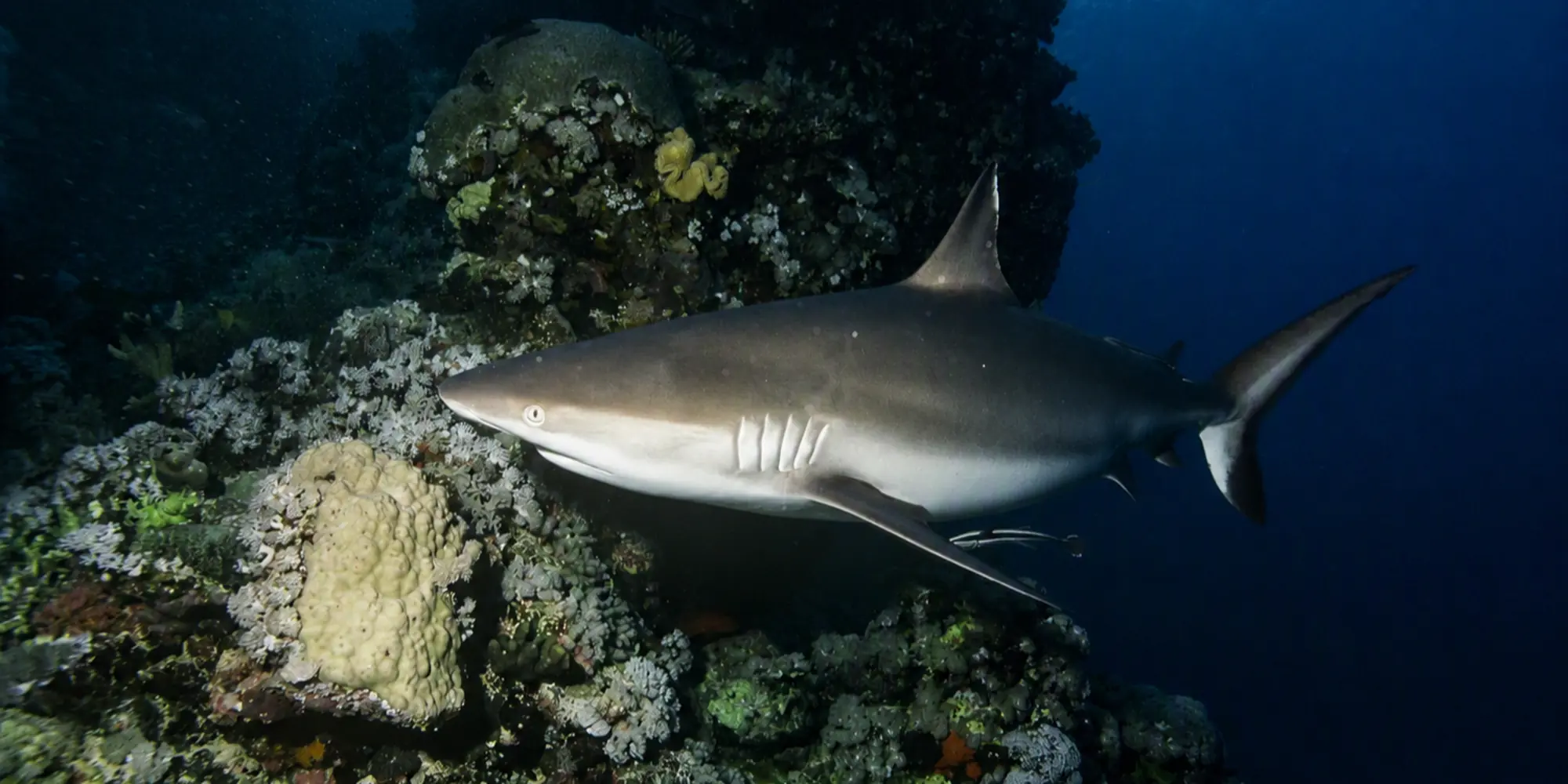 Grey reef shark Carcharhinus amblyrhynchos