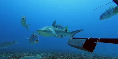Grey reef shark swimming among trevallies in the Seychelles
