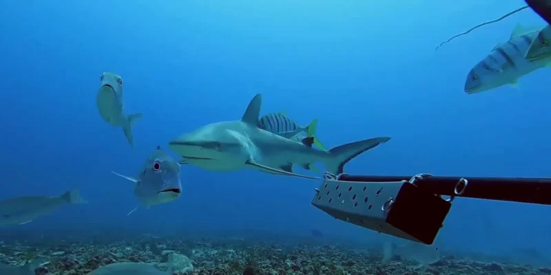 Grey reef shark swimming among trevallies in the Seychelles