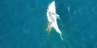 Shark feeding on a drifting humpback whale carcass off Bawley Point