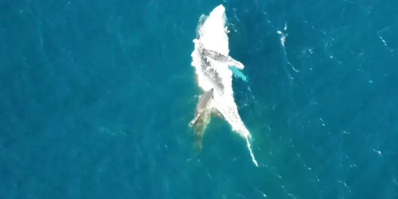 Shark feeding on a drifting humpback whale carcass off Bawley Point