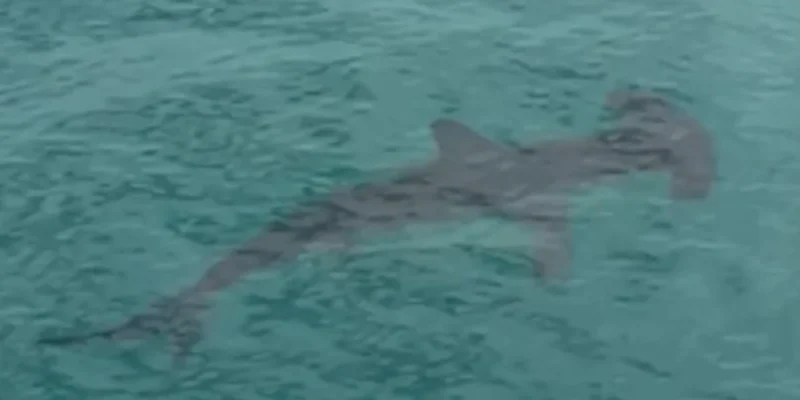 Hammerhead shark swimming in shallow water beside Malibu Pier