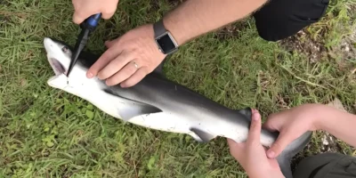 Hook being removed from a bull shark's mouth
