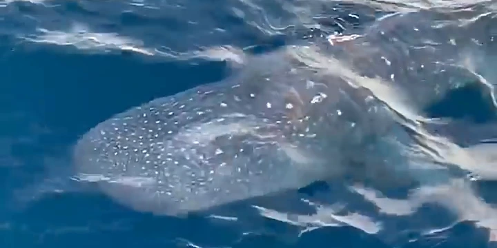 Whale shark just below the surface beside the fishing boat Jamaica in Hudson Canyon