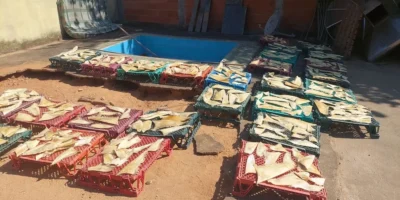 Numerous seized shark fins laid out in crates in Piúma