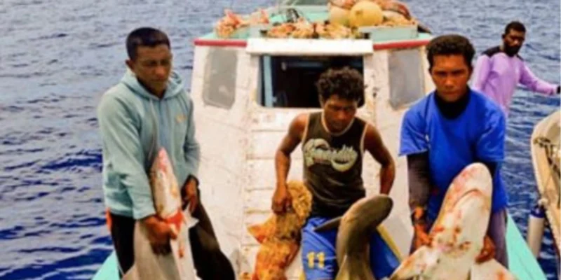 Fishers with caught sharks aboard a boat in Indonesian waters