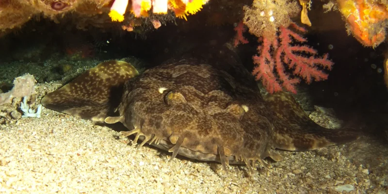 Indonesian wobbegong Orectolobus leptolineatus beneath a rocky overhang