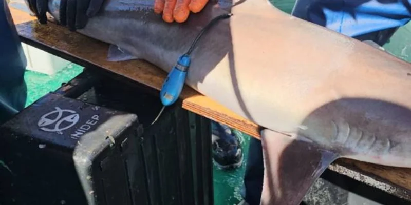 Shark being tagged by INIDEP