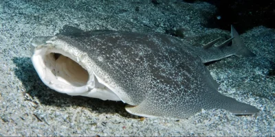 Japanese angelshark Squatina japonica in sand with open mouth