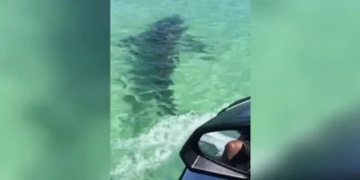 Jet ski chases shark