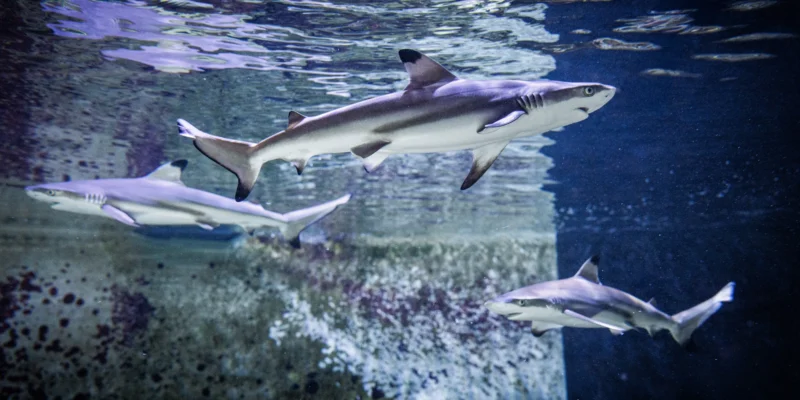 Three young blacktip reef sharks swimming in an aquarium at Karlsruhe’s natural history museum