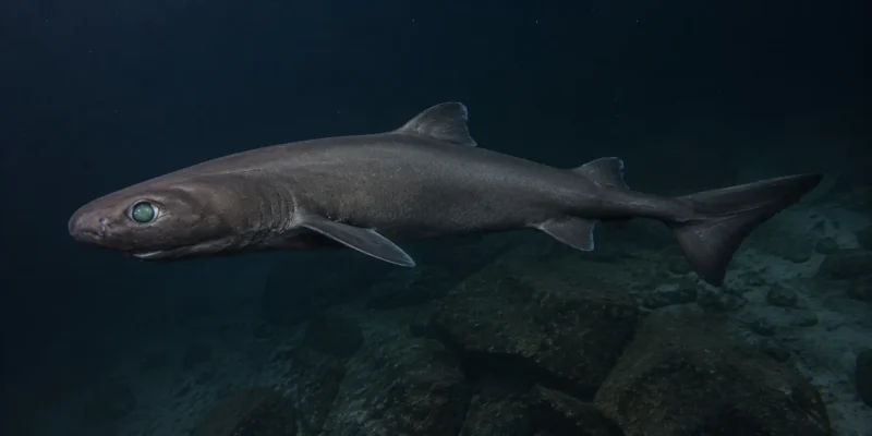 Kitefin sharks Dalatias licha