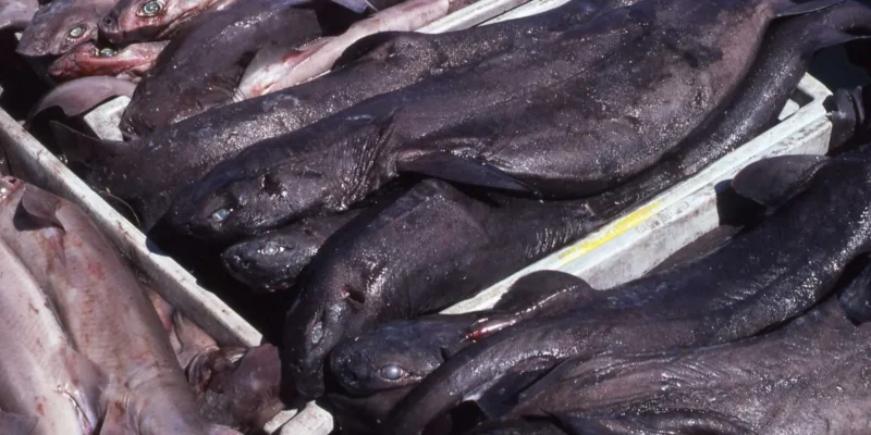 Kitefin sharks Dalatias licha in a crate at a market in Spain