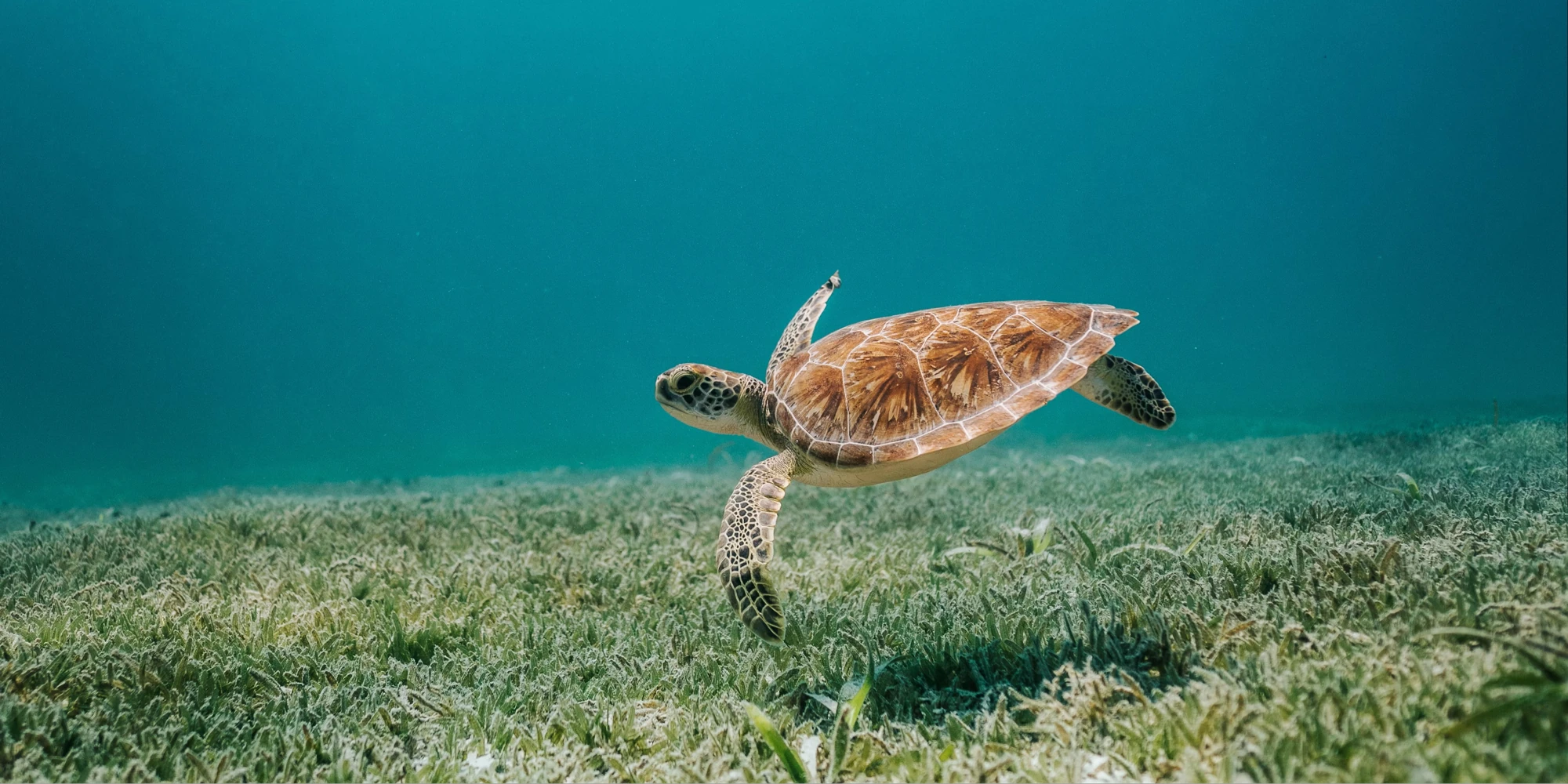 Sea turtle swimming in the sea off Aruba
