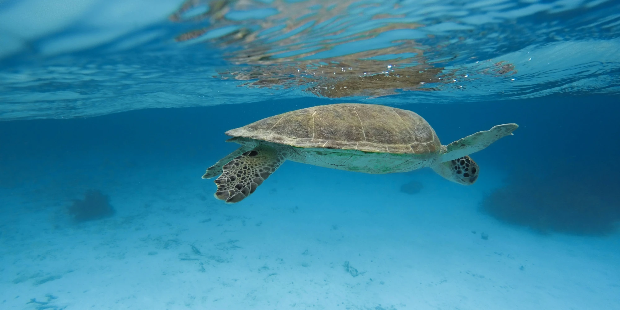 Sea turtle swimming just below the surface off Bonaire