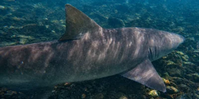 A lemon shark swims in shallow water off Cape Verde