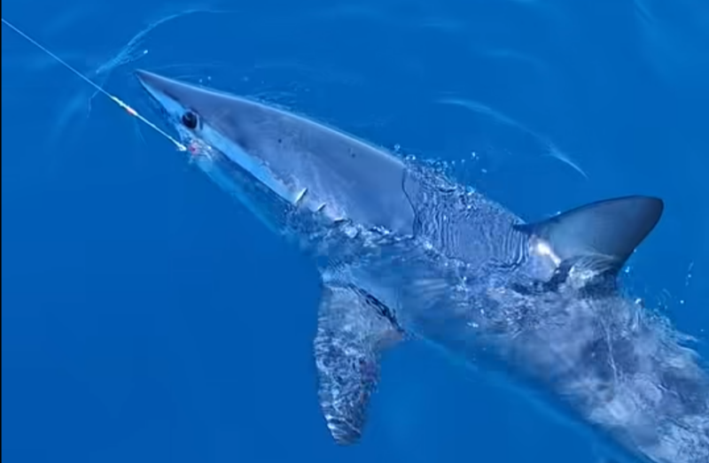 Shortfin mako on a fishing line beside a boat off Livorno