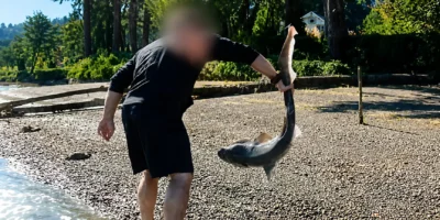 Man holds broadnose sevengill shark by tail during investigation in Washington state