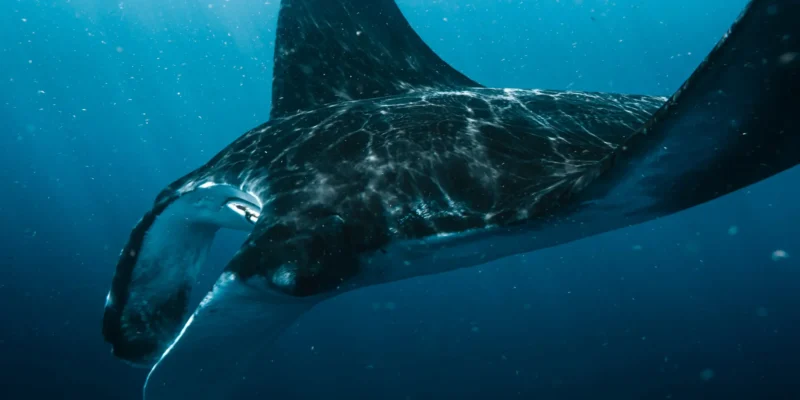 Manta ray in blue water