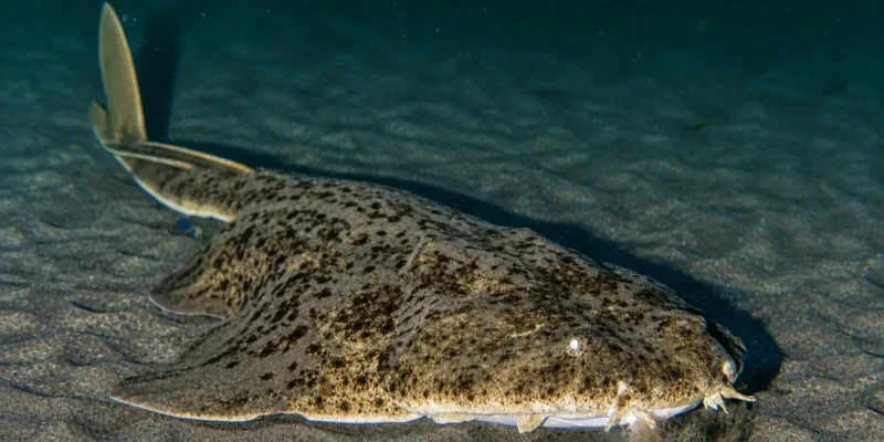 Angelshark Squatina squatina lying in the sand