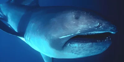Megamouth shark Megachasma pelagios in blue water
