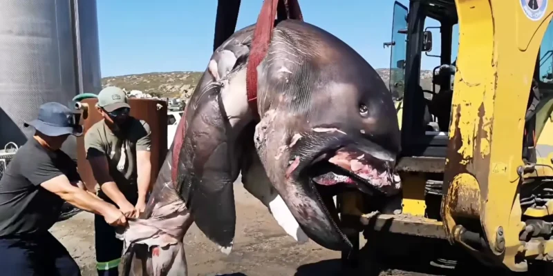 Megamouth shark from St Helena Bay being transported by an excavator