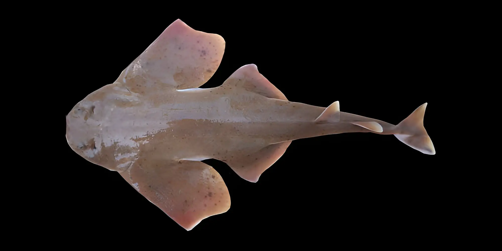 Mexican angelshark Squatina mexicana