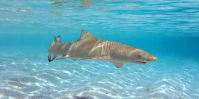 Sicklefin lemon shark (Negaprion acutidens) swimming over a sandy seabed in the Maldives