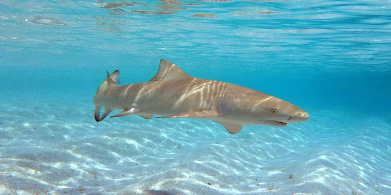 Sicklefin lemon shark (Negaprion acutidens) swimming over a sandy seabed in the Maldives