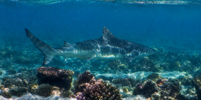 Nervous shark (Carcharhinus cautus)