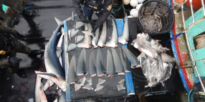 NOAA fisheries enforcement officer inventories shark fins on a fishing vessel
