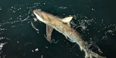 Juvenile dusky shark at the surface with a satellite tag on its dorsal fin