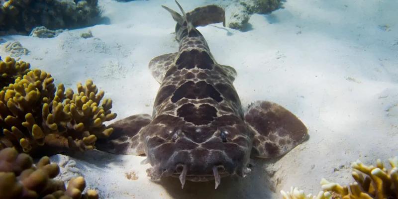 Northern wobbegong Orectolobus wardi resting on sand among corals