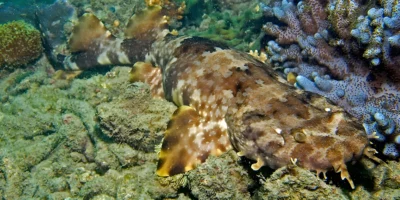 Ornate wobbegong Orectolobus ornatus resting on the Great Barrier Reef