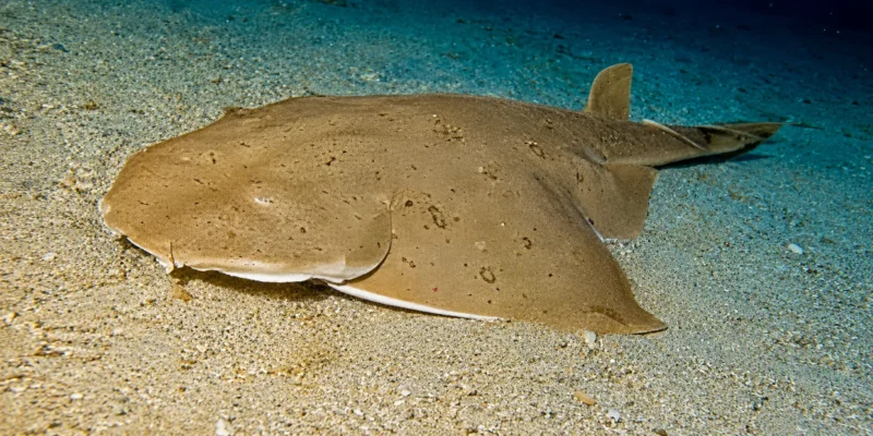 Pacific angelshark Squatina californica