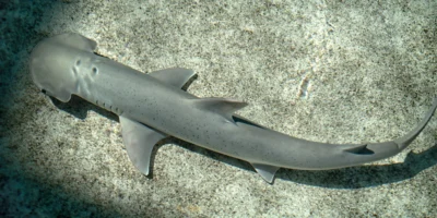 Pacific bonnethead (Sphyrna vespertina)