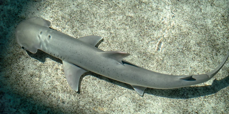Pacific bonnethead (Sphyrna vespertina)