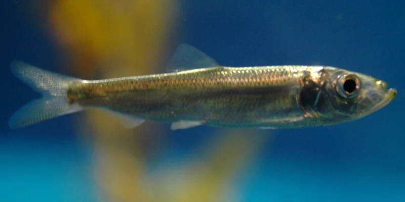 Pacific herring swimming against a blue background